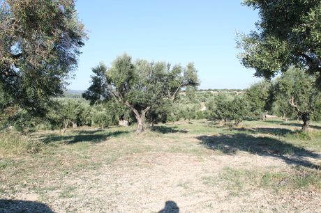 Land plot 5.058sqm for sale-Kassandra » Kalandra