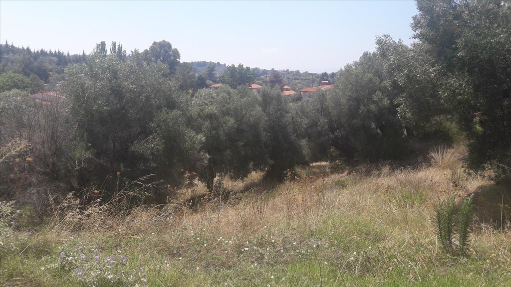 Οικόπεδο 6.662 τ.μ. προς πώληση, Παραλία Νικήτης
