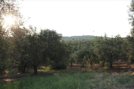Land plot 4.625sqm for sale-Ormilia » Metamorfosi