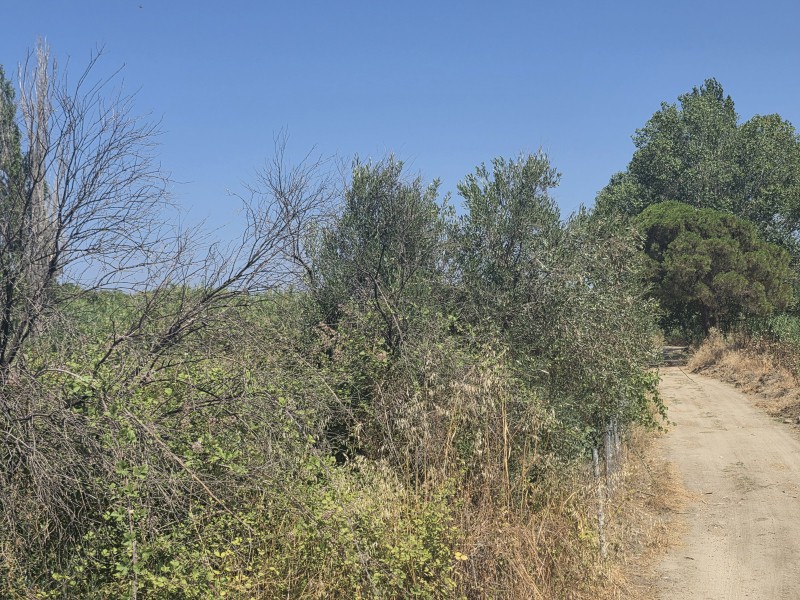 Αγροτεμάχια 638 τ.μ. προς πώληση, Συκιά Τορώνης