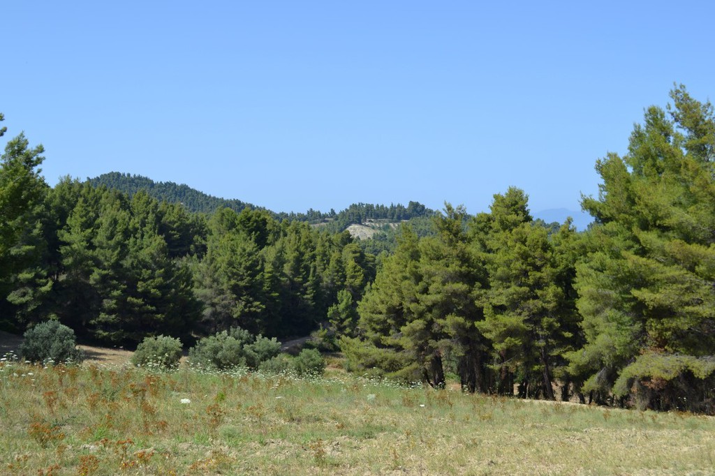 Οικόπεδο 10.000 τ.μ. προς πώληση, Παλιούρι Παλλήνης