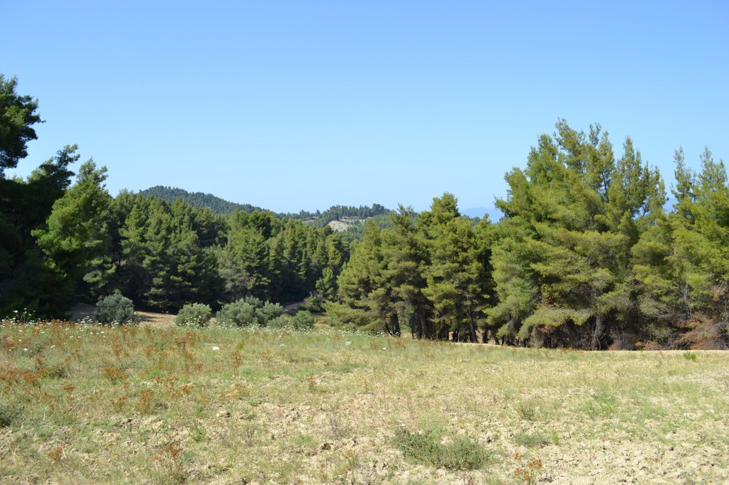 Οικόπεδο 10.000 τ.μ. προς πώληση, Παλιούρι Παλλήνης