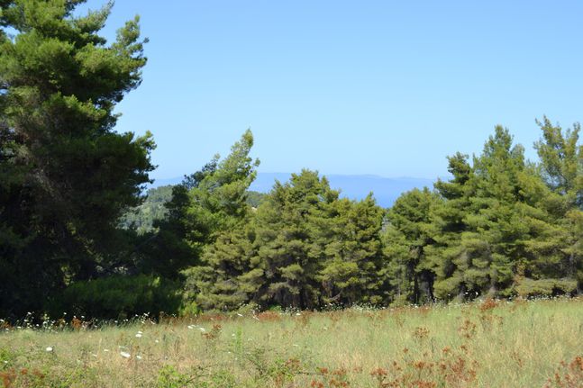 Land plot 10.000 sqm for sale, Chalkidiki, Pallini