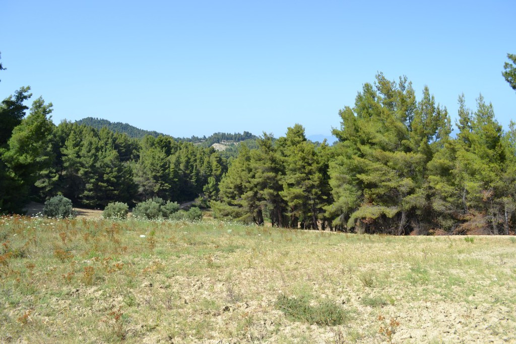Οικόπεδο 10.000 τ.μ. προς πώληση, Παλιούρι Παλλήνης