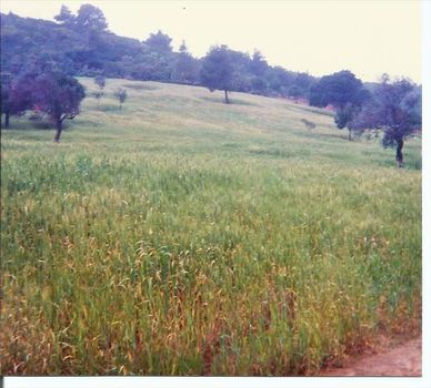 Οικόπεδο 93.000τ.μ. για πώληση-Σηπιάδα » Άγιος γεώργιος