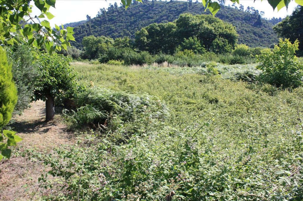 Οικόπεδο 3.000 τ.μ. προς πώληση, Τριπόταμος Σιθωνίας