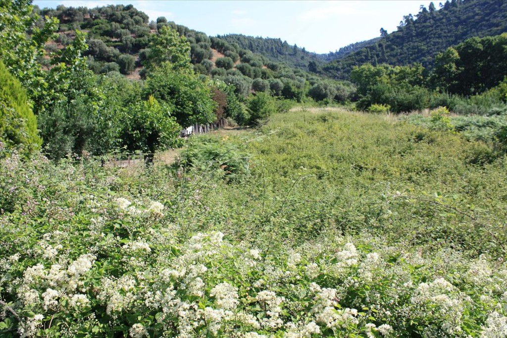 Οικόπεδο 3.000 τ.μ. προς πώληση, Τριπόταμος Σιθωνίας