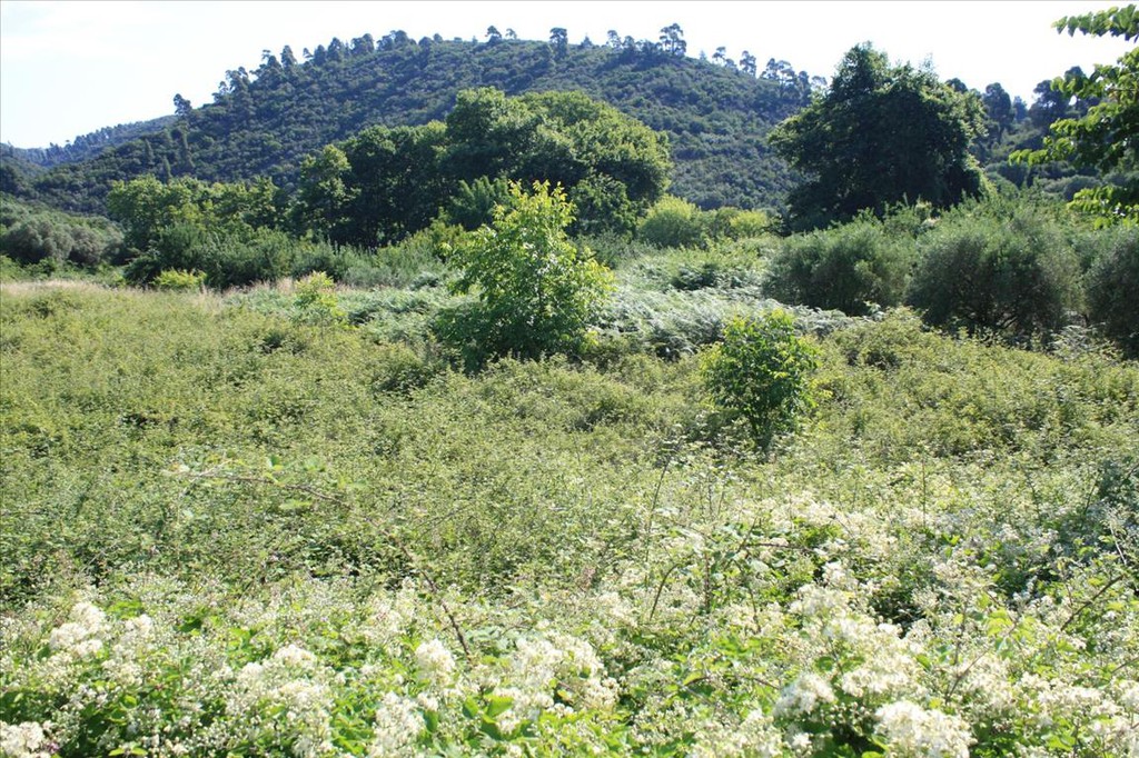 Οικόπεδο 3.000 τ.μ. προς πώληση, Τριπόταμος Σιθωνίας