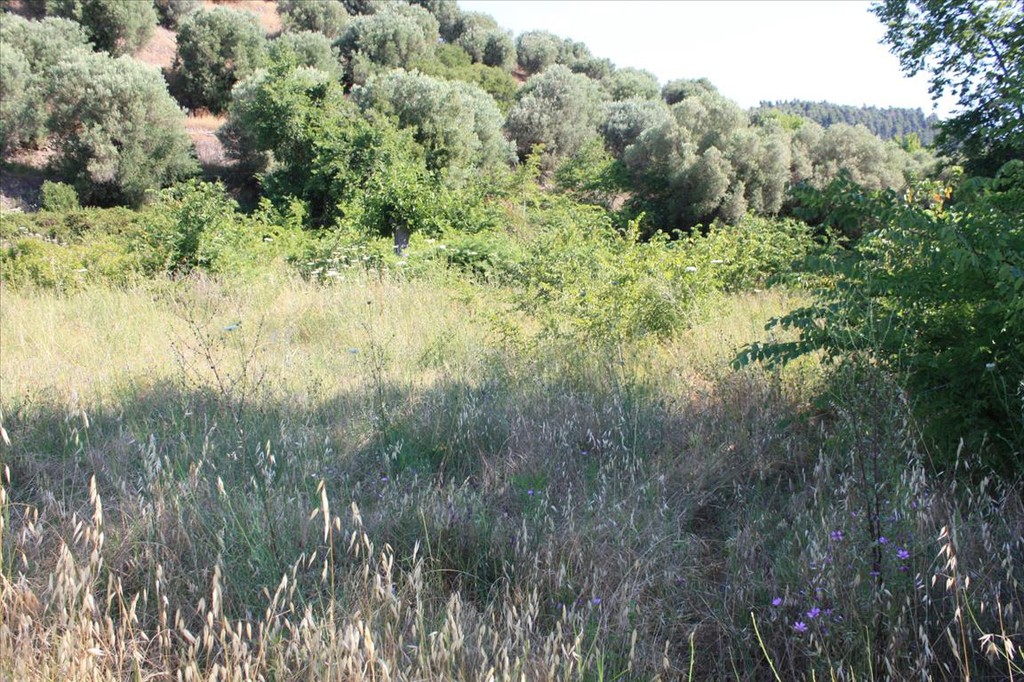 Land plot 2.000 sqm for sale, Tripotamos, Sithonia