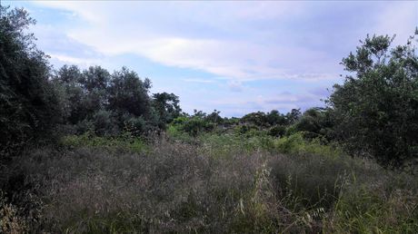 Οικόπεδο 400τ.μ. για πώληση-Χανιά » Παχιανά