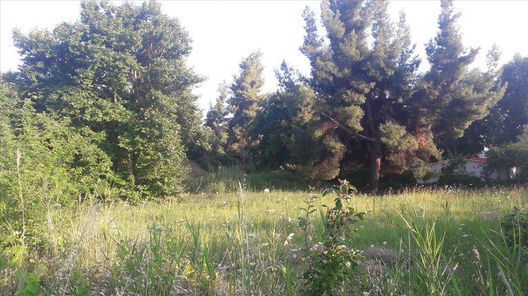 Οικόπεδο 1.346 τ.μ. για πώληση, Χαλκιδική, Σιθωνία