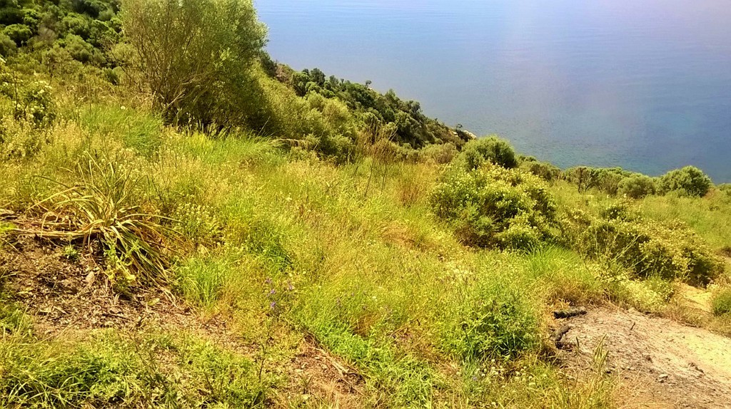 Οικόπεδο 17.720 τ.μ. προς πώληση, Αμολιανή