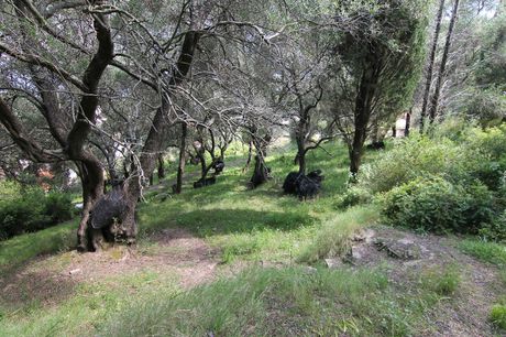 Land plot 4.200sqm for sale-Corfu » Achilleio