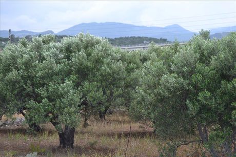 Land plot 4.070sqm for sale-Agios Nikolaos » Pirgos