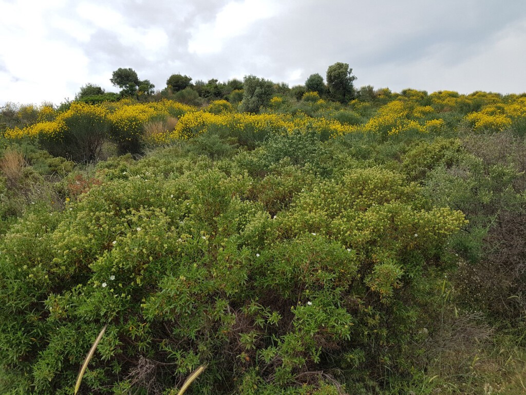 Οικόπεδο 4.396 τ.μ. προς πώληση, Νικήτη