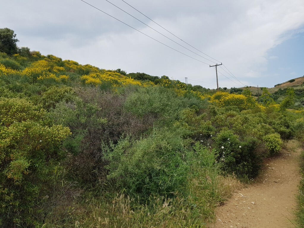 Οικόπεδο 4.396 τ.μ. προς πώληση, Νικήτη
