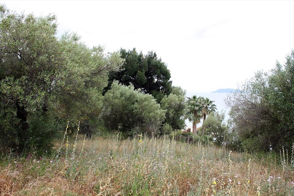 Οικόπεδο 6.000 τ.μ. προς πώληση, Τριπόταμος Σιθωνίας