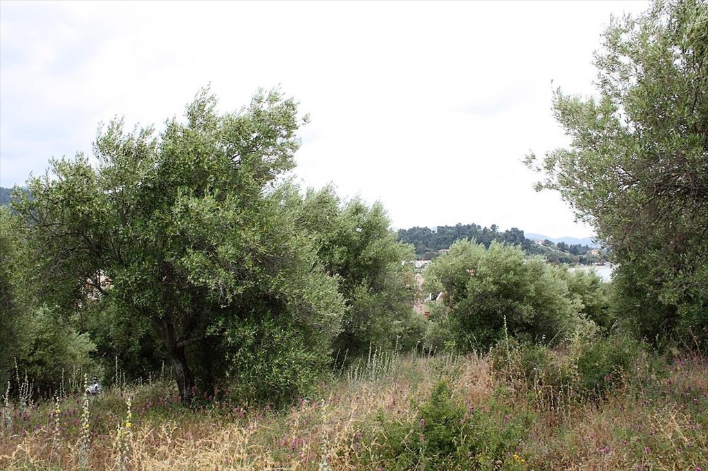 Οικόπεδο 6.000 τ.μ. προς πώληση, Τριπόταμος Σιθωνίας