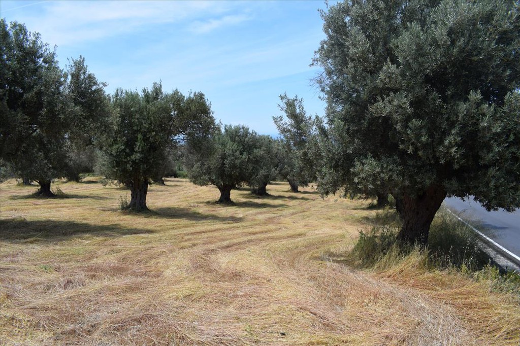 Οικόπεδο 5.400 τ.μ. πρός πώληση, Ν. Ρεθύμνου, Αρκάδι