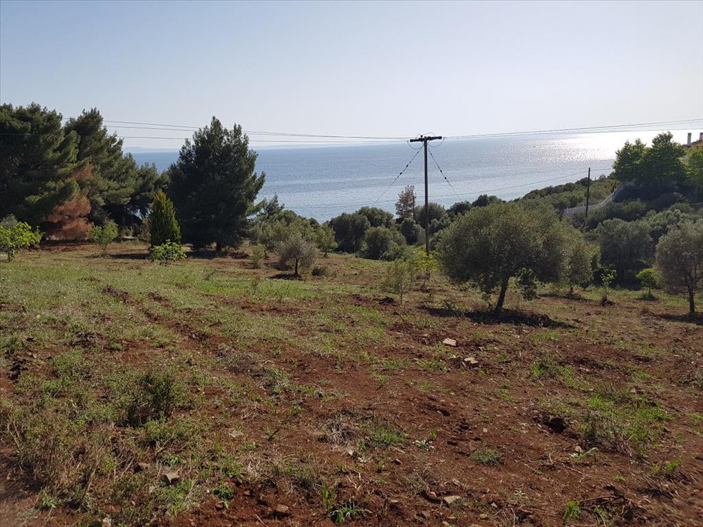 Οικόπεδο 6.500 τ.μ. προς πώληση, Βατοπέδι