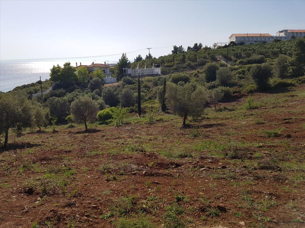 Οικόπεδο 6.500 τ.μ. προς πώληση, Βατοπέδι