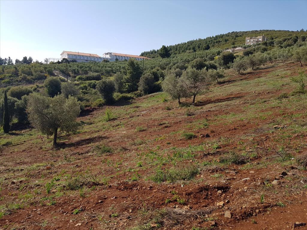 Οικόπεδο 6.500 τ.μ. προς πώληση, Βατοπέδι