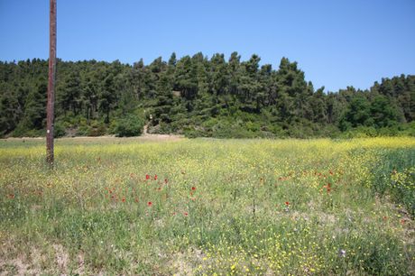 Land plot 18.000sqm for sale-Kassandra » Filakes Xenofonta