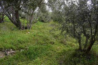 Οικόπεδο 45.000 τ.μ. για πώληση, Ν. Ρεθύμνου, Ρέθυμνο-thumb-6
