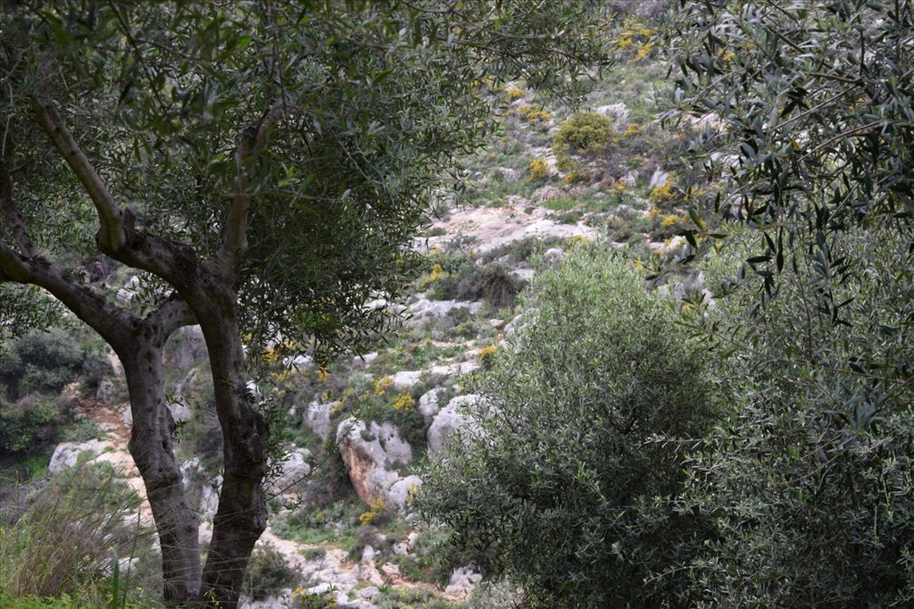 Οικόπεδο 45.000 τ.μ. πρός πώληση, Ν. Ρεθύμνου, Ρέθυμνο
