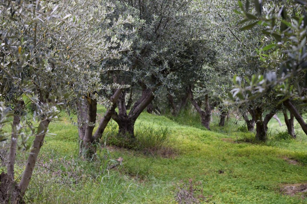 Οικόπεδο 45.000 τ.μ. πρός πώληση, Ν. Ρεθύμνου, Ρέθυμνο