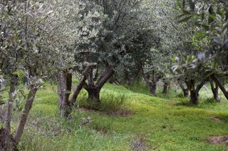 Οικόπεδο 45.000 τ.μ. για πώληση, Ν. Ρεθύμνου, Ρέθυμνο-thumb-2
