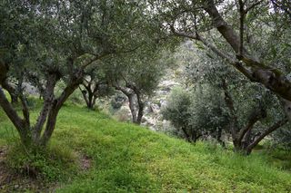 Οικόπεδο 45.000 τ.μ. για πώληση, Ν. Ρεθύμνου, Ρέθυμνο-thumb-5
