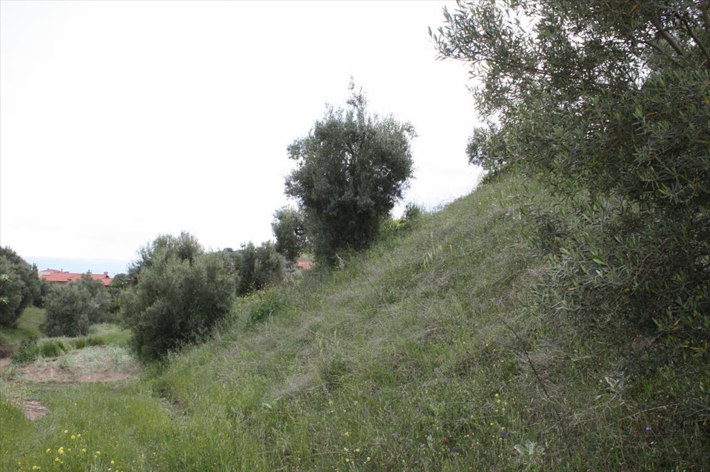 Οικόπεδο 23.000 τ.μ. προς πώληση, Νέα Σκιώνη