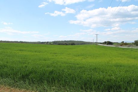 Οικόπεδο 7.500τ.μ. για πώληση-Κασσάνδρα » Άφυτος