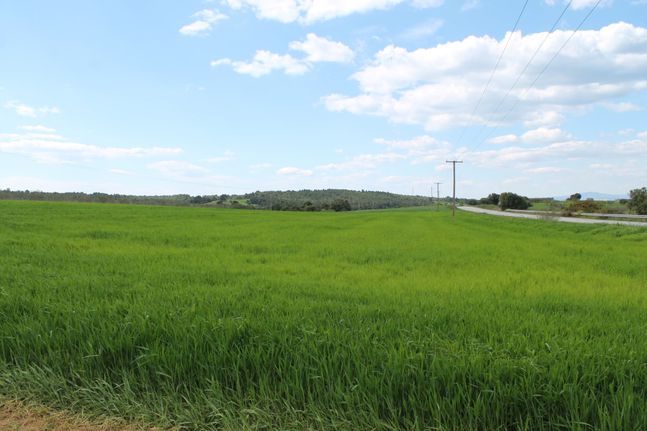 Land plot 7.500 sqm for sale, Chalkidiki, Kassandra