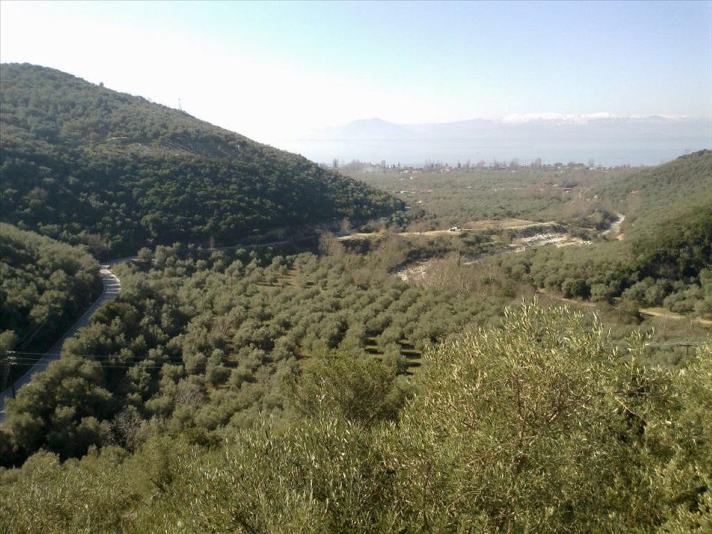 Οικόπεδο 51.000 τ.μ. πρός πώληση, Μαγνησία, Μηλιές