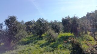 Οικόπεδο 4.010 τ.μ. προς πώληση, Θινάλιο-thumb-7