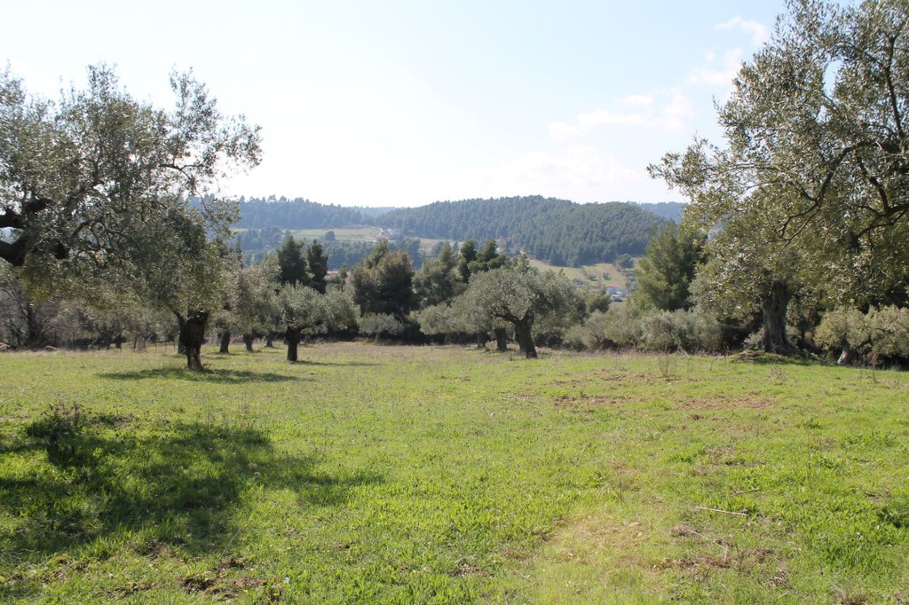 Οικόπεδο 6.400 τ.μ. προς πώληση, Σωλήνα