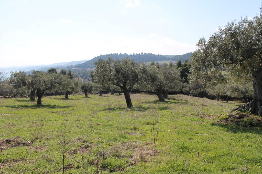 Οικόπεδο 6.400 τ.μ. προς πώληση, Σωλήνα