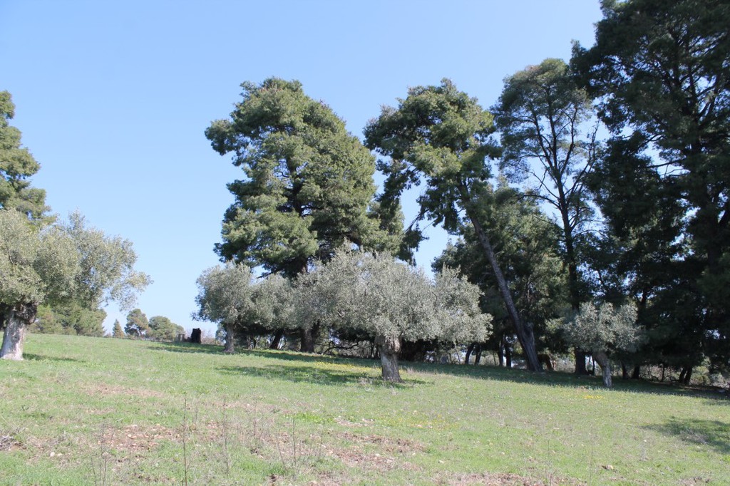 Οικόπεδο 6.400 τ.μ. προς πώληση, Σωλήνα