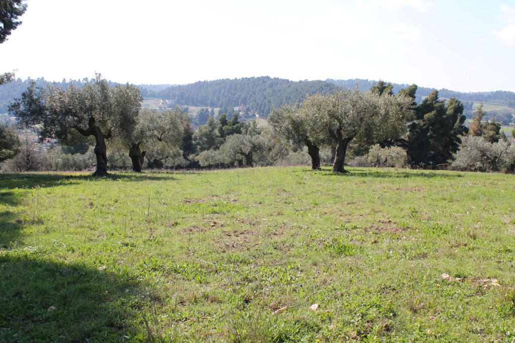Οικόπεδο 6.400 τ.μ. προς πώληση, Σωλήνα