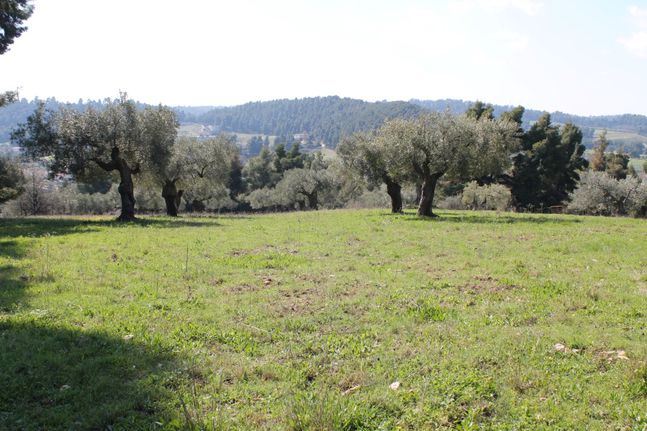 Land plot 6.400 sqm for sale, Chalkidiki, Kassandra