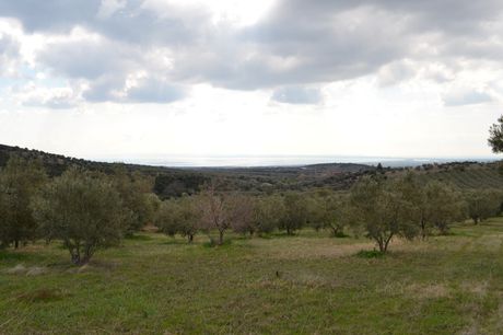 Οικόπεδο 105.000τ.μ. για πώληση-Πολύγυρος » Πατελιδάς