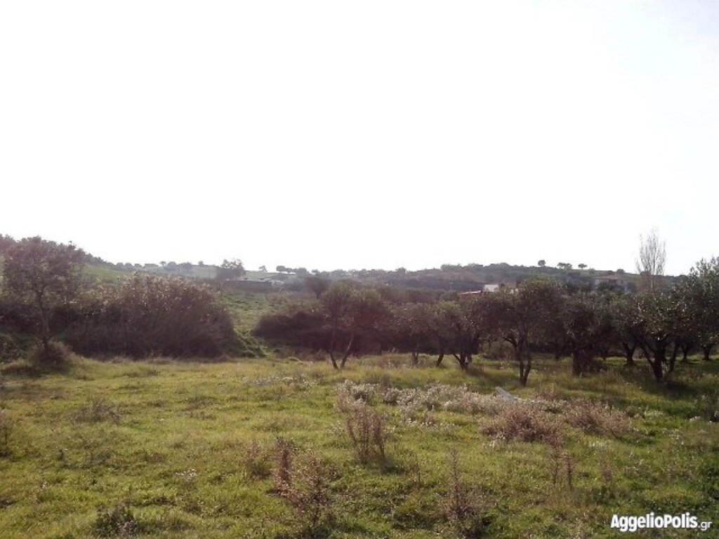 Land plot 6.250 sqm for sale, Agios Athanasios, Sithonia