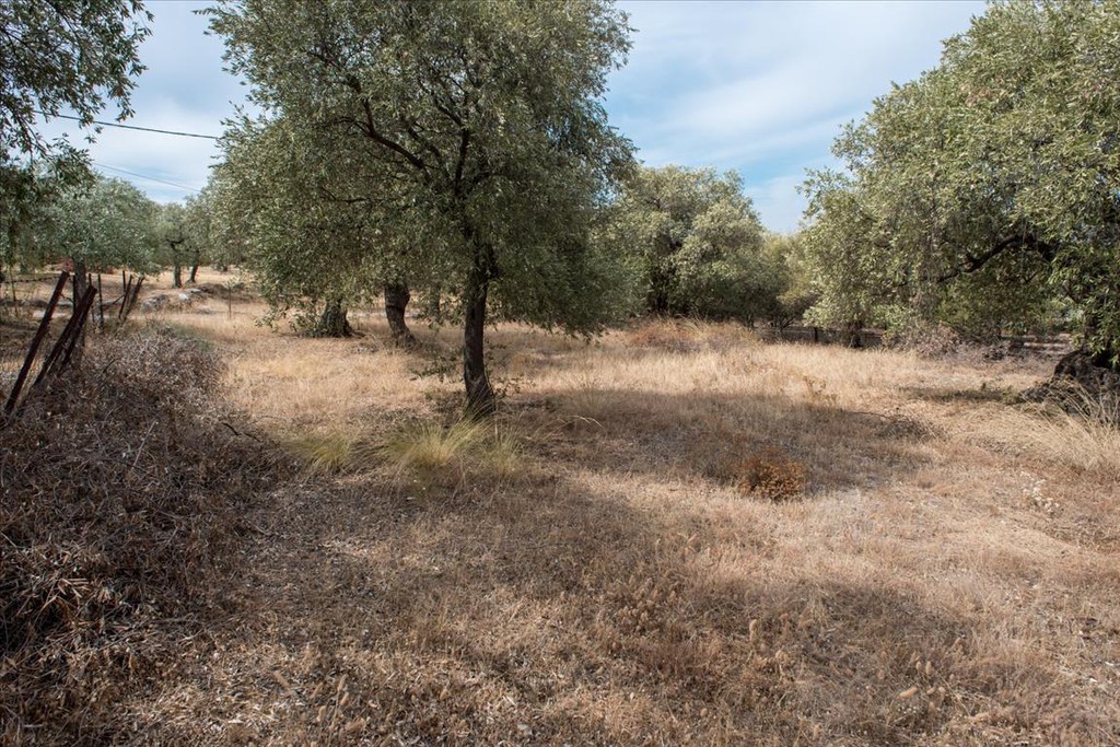 Οικόπεδο 776 τ.μ. προς πώληση, Σκάλα Καλλιράχης