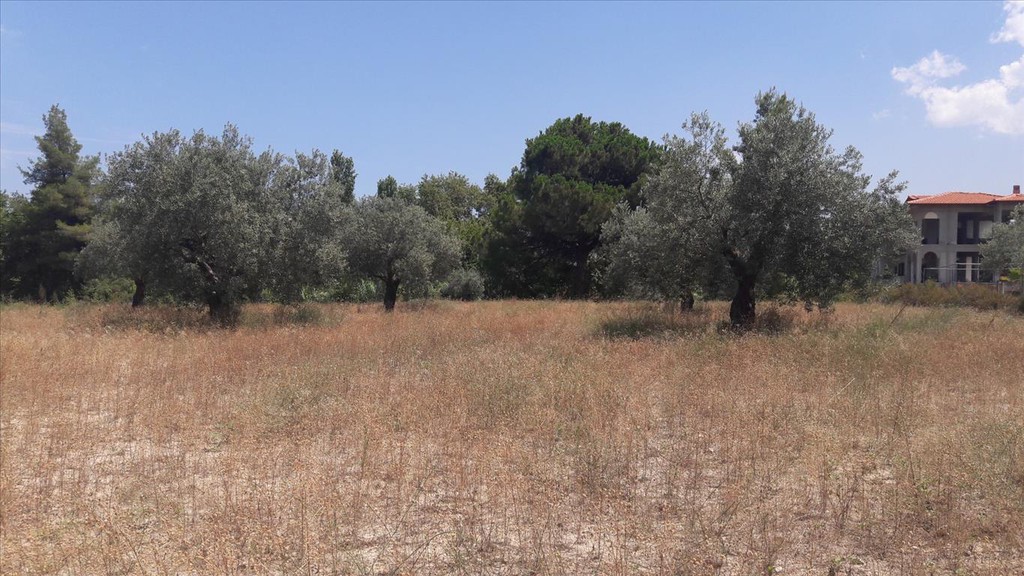 Οικόπεδο 6.013 τ.μ. προς πώληση, Καρύδι Σιθωνίας