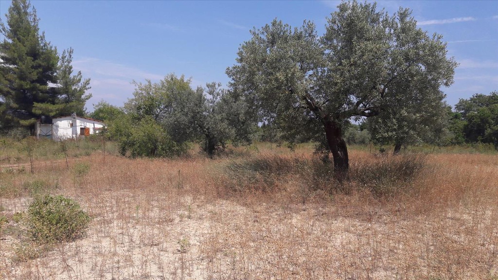 Οικόπεδο 6.013 τ.μ. προς πώληση, Καρύδι Σιθωνίας