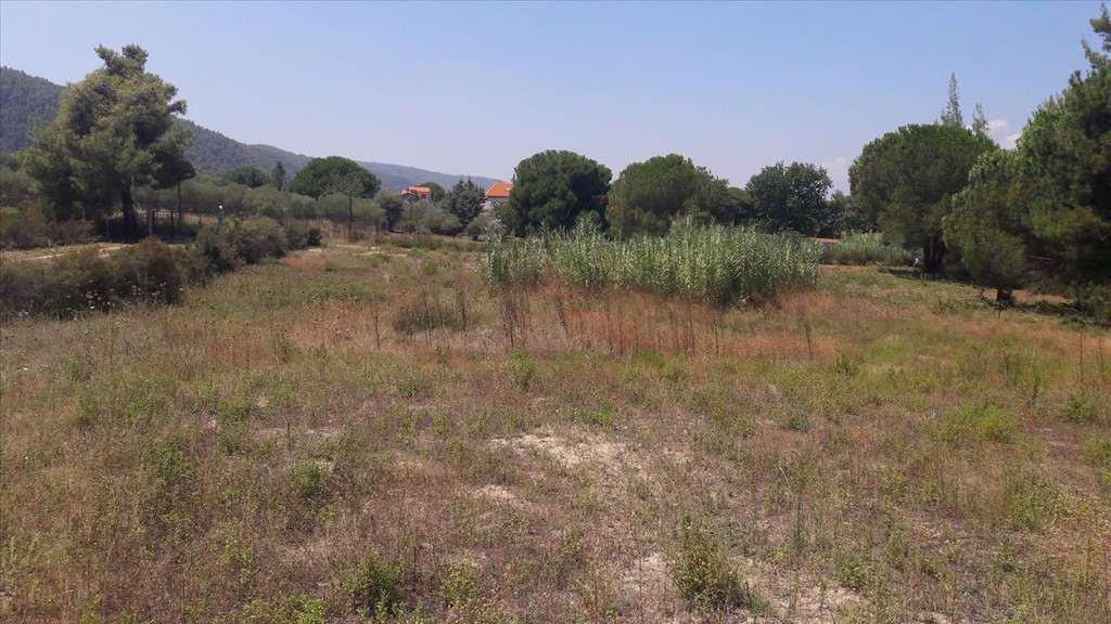 Οικόπεδο 6.013 τ.μ. προς πώληση, Καρύδι Σιθωνίας