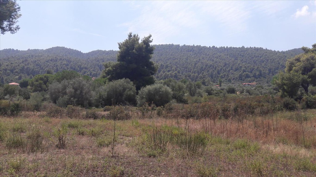 Οικόπεδο 6.013 τ.μ. προς πώληση, Καρύδι Σιθωνίας