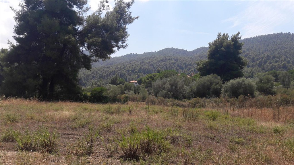 Οικόπεδο 6.013 τ.μ. προς πώληση, Καρύδι Σιθωνίας